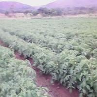 ZimFarmer (@murimiwanhasi) 's Twitter Profile