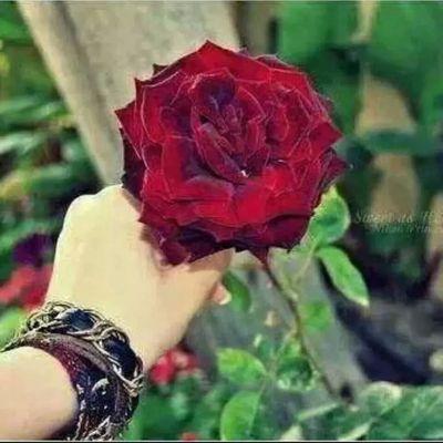 karazia24's profile picture. 