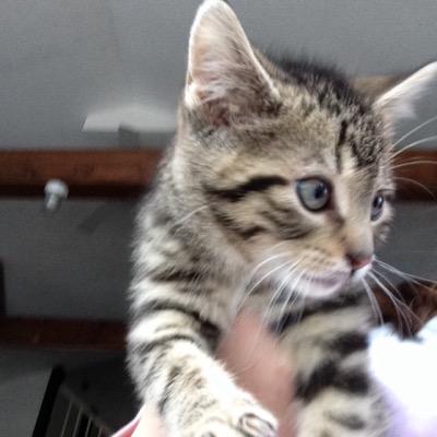 ragingstormemo's profile picture. a person with a name, and an age, of which uou will never know.