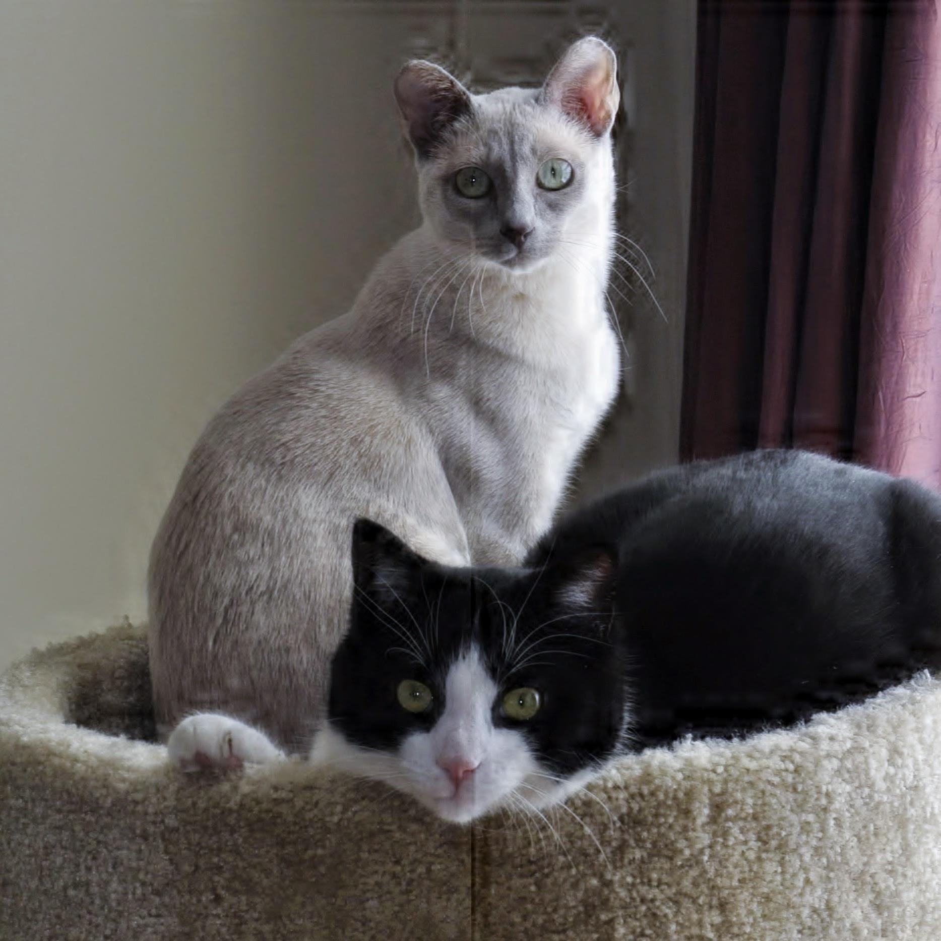 CynLPhillips's profile picture. 