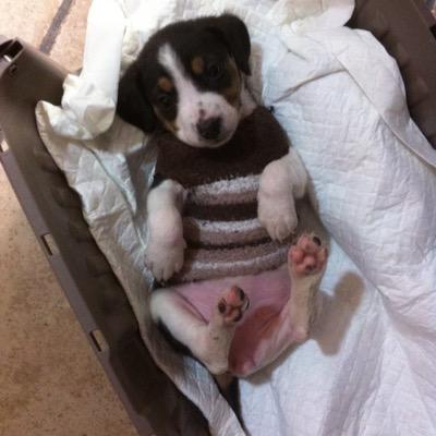 GianpieroScarc1's profile picture. 