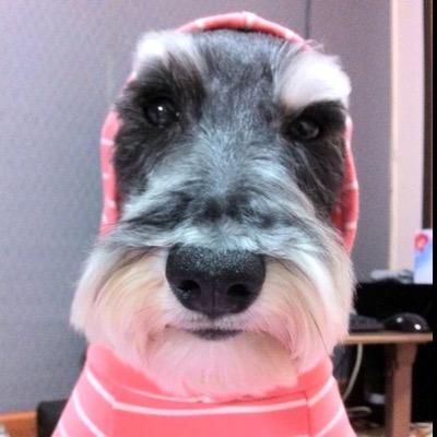 DesignGom's profile picture. 