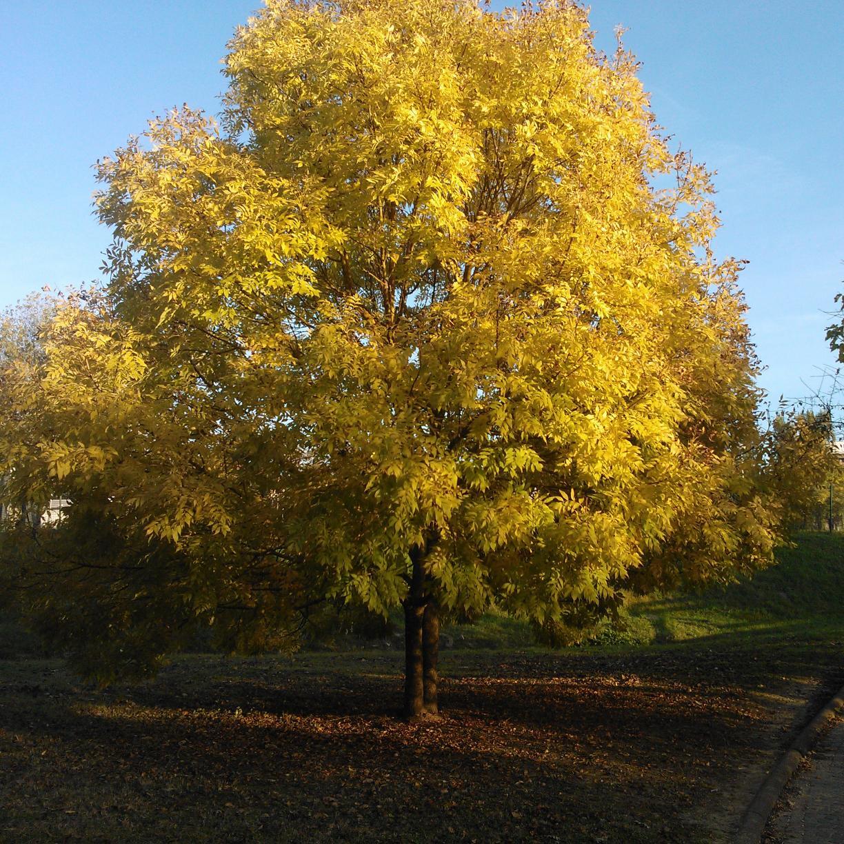 straz59's profile picture. 