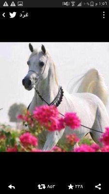 ‏‏‏ي ربي ي خالق الجنه تجعلنا منزلن فيها ي حلو ذبحت عدو الله خمس الفرايض مخليها 
ضيفوني انستقرام gamila_7272.