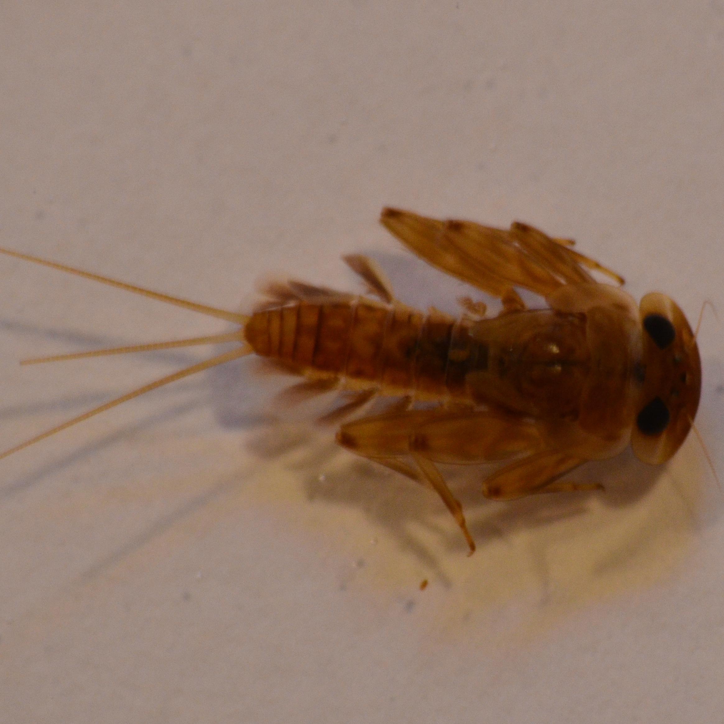 Small actions*many people=🌱♀️huge changes!

//   📝Freshwater ecosystems: temporary rivers, macroinvertebrates 🐚🏞️ Universitat de Barcelona.