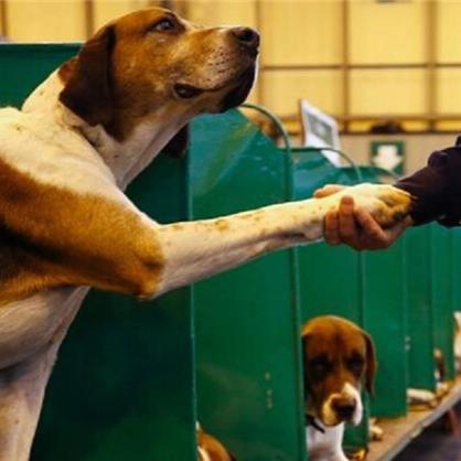 SupportIranDogs's profile picture. City municipalities kill stray dogs. Police can take your dog if you are walking or driving. A new bill of baning dogs is being debated in Iran's Parliament.