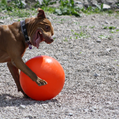 EricaStrother1's profile picture. Hello, I love crafts, dogs, have,Love nature, peace and quiet, music. I am a professional singer. I sing country,rock, Christian, 70-80's