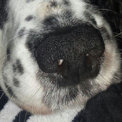 amdillon10's profile picture. 