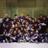 CushingVB_Hcky's profile image
