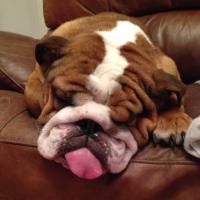 Colin Thebulldog (@colinbulldog_0) 's Twitter Profile