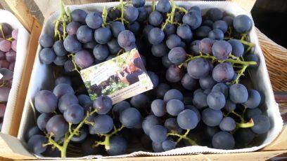 Stoerste BioBoerin van Nederland. Kweekt de lekkerste tafeldruiven in Hollandse bodem met liefde én biodynamisch.