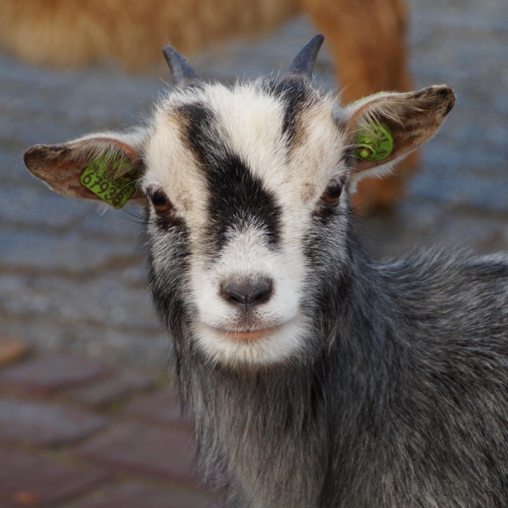 kiboehoeve's profile picture. Parkboerderij de Kiboe-hoeve