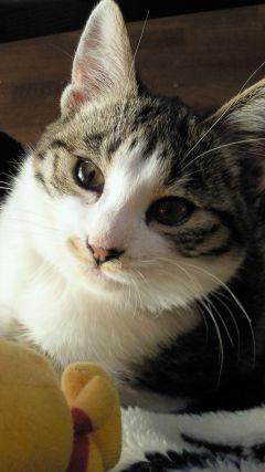 cyomomaki's profile picture. こんにちわ。こんばんわ。仕事は漫画の編集をしています。基本お腹減ってます。シャケメンタラコおにぎりに夢中！