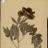 Lisa_Chupin's profile image