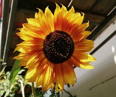 Sarah_Hamacher's profile picture. Viele Bilder und mehr