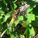 Daniel Defoe - @DanielDefoe23 - Twitter