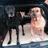 GNDoggieDaycare's profile image
