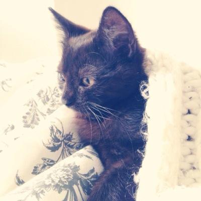 Just an innocent kitten doing its best to outsmart the dead, Belongs to anyone #TWDFamily