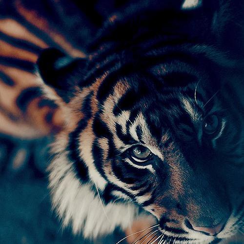 #Ringer ○ #Potterhead ϟ #Merlinian ☣ #Tribute ➴ #Manga & #Anime 変 Eragon ♥ #Shadowhunters ❧ #Narnia ♕ The Last Samurai 侍 #TVD ✡ #PrettyLittleLiars ღ #Arrow ➶