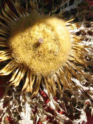 Txapelmuur's profile picture. mundura zure bila ateratzeko, hil bedi artista
betirako