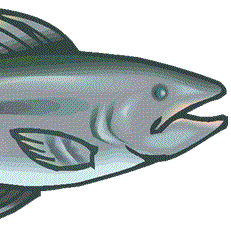 bitch im salmo salar
trees need salmon