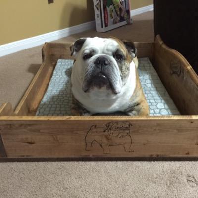 AustinTheBully's profile picture. I'm a 2 year old English Bulldog from San Antonio, Texas! I have a big sister who is a shih tzu. I'm over active and oh so lovable!