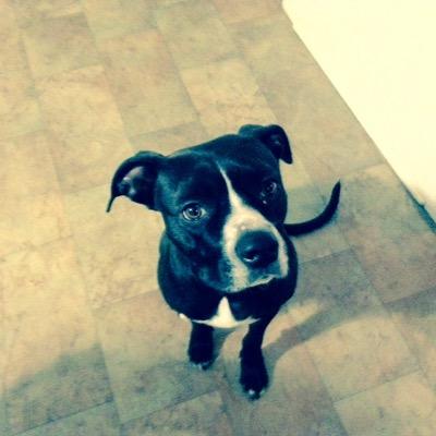 hflanders123's profile picture. Go hard or go home!