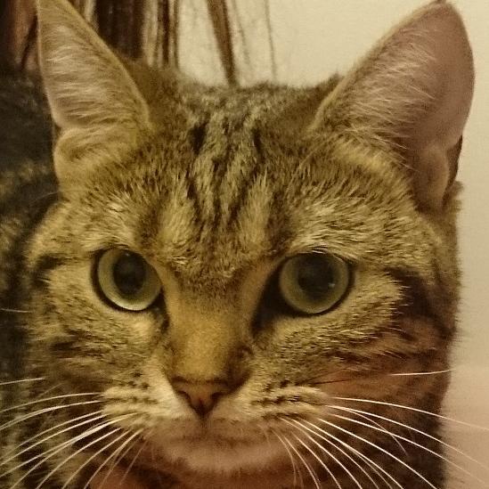 プログラム関係のお仕事お待ちしております。 わんくま勉強会というIT勉強会をやっています。 東京で安めの会場さがしてます。教えて下さい。 趣味はプロレス、F1、工場建築ゲーム、友好台湾