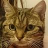 nakawankuma's profile picture. プログラム関係のお仕事お待ちしております。 わんくま勉強会というIT勉強会をやっています。 東京で安めの会場さがしてます。教えて下さい。 趣味はプロレス、F1、工場建築ゲーム、友好台湾