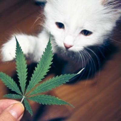 420Confesssions's profile picture. DM us your confessions!