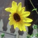 Angel Person - @verizonalp71 - Twitter