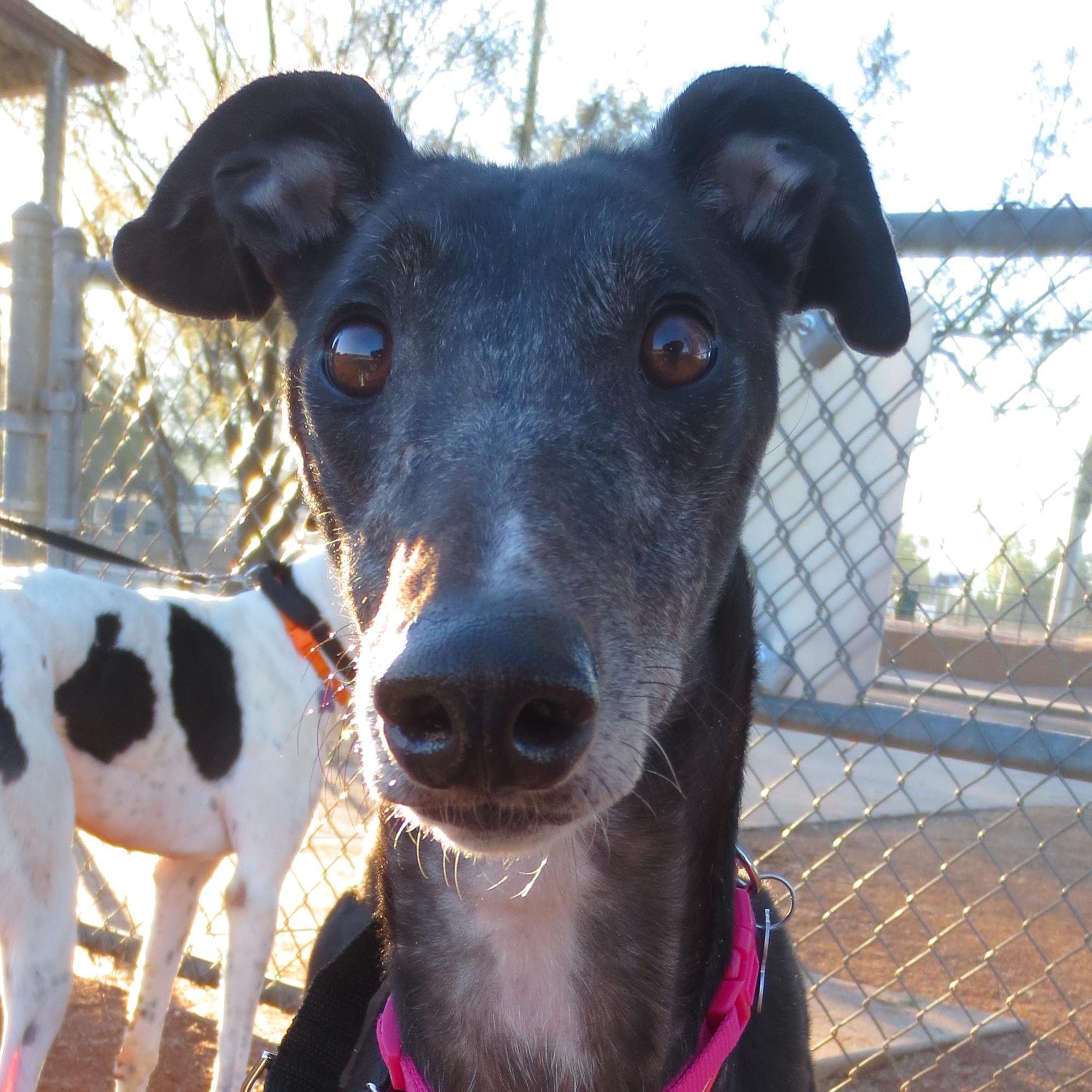 sa_greys's profile picture. Southern Arizona Greyhound Adoption is a caring, all-volunteer, non-profit 501 (c)(3) that places ex-racing greyhounds into loving forever homes.