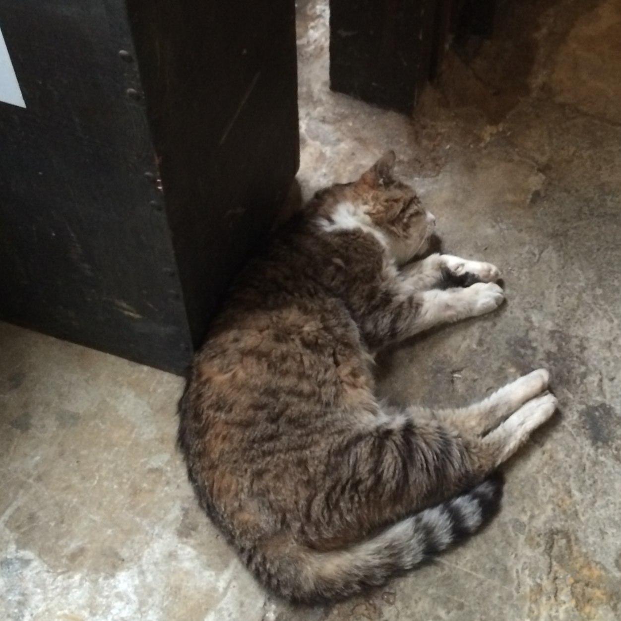 kchibi2's profile picture. 