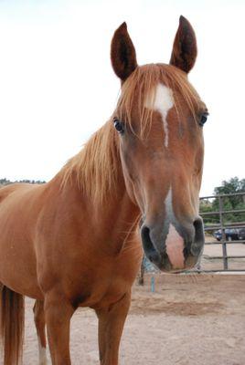 CocoChestnut's profile picture. I'm a huge horse that gets chubby and fluffy in the winter, and fit and sleek in the summer. Tweets by @CateMixon2 as Coco