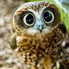 TwinklemePinkP1's profile picture. 