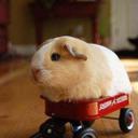 Peter_Panda210 - @PeterSwider - Twitter