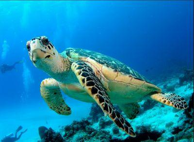 TurtleJuicexACE's profile picture. Cyber Athlete. Call of Duty.Member of TurtleJuice