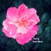 Amal Alharbi (@alharbi_amal) Twitter profile photo Amal Alharbi (@alharbi_amal) Twitter profile photo