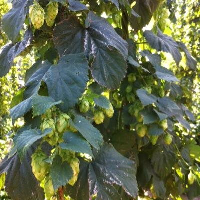 JBHayden's profile picture. 