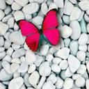 Michelle Buckham - @63mabelle - Twitter