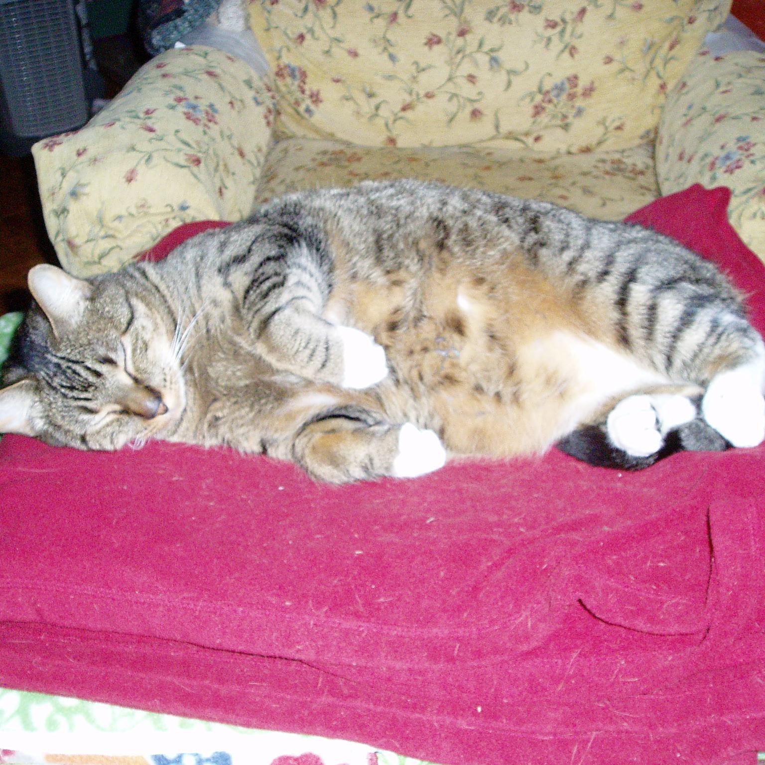 revmostbigley's profile picture. Creative Reverend and Cat Mom!