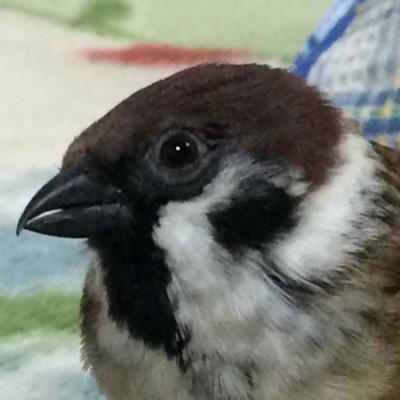 pO9gk46ccoshxxc's profile picture. 見事！