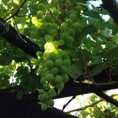 CesarCarrascoLo's profile picture. 