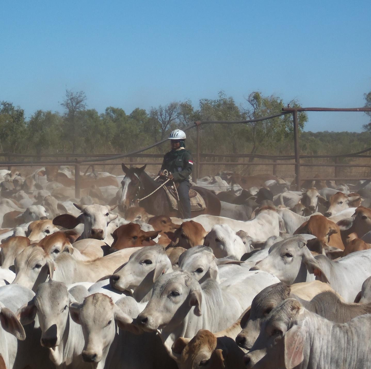 Indonesia Australia Pastoral Industry Student Program. Magang @ peternakan sapi Northern Territory Australia for Indonesian Animal Science Student University