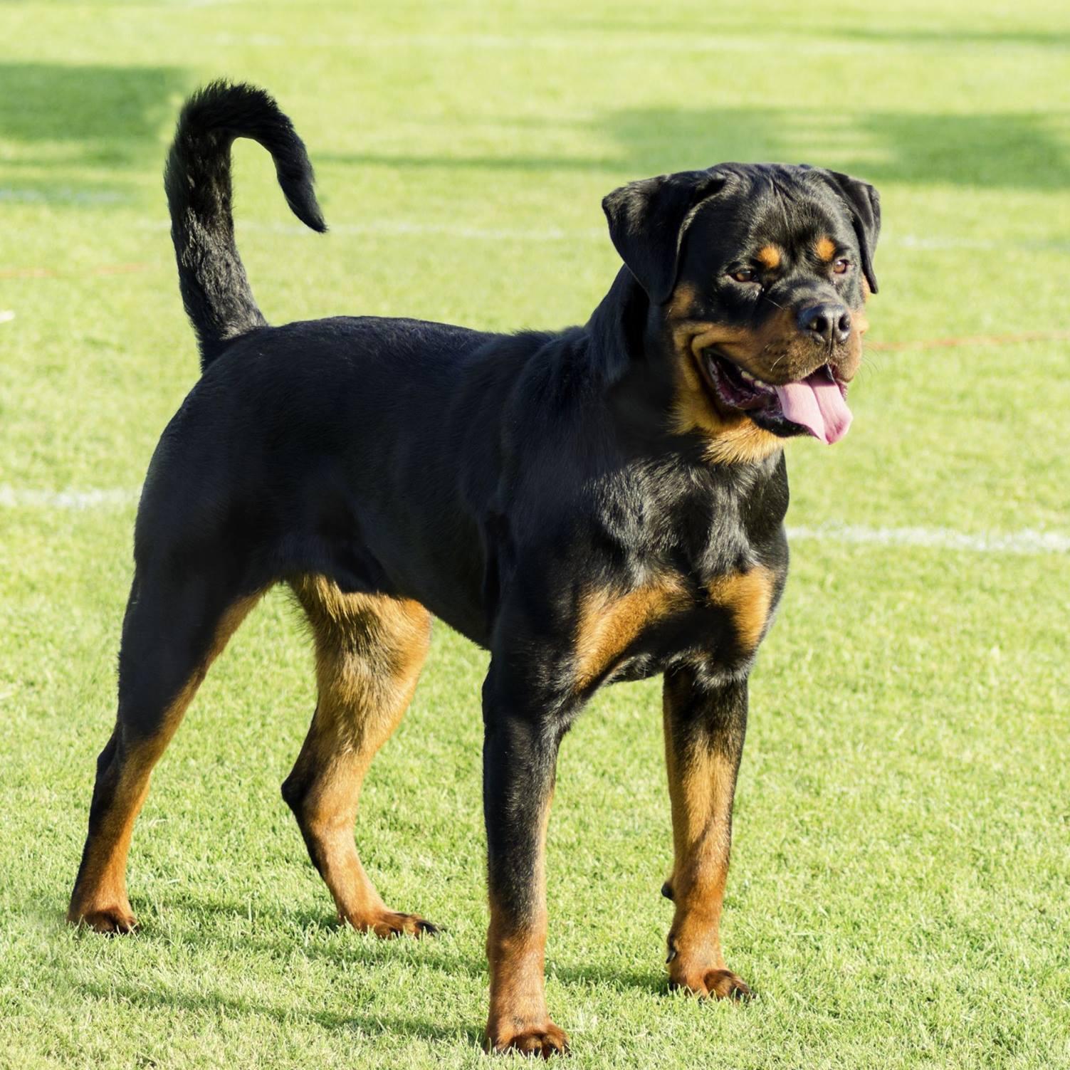 RottweilerRoad's profile picture. Rottweiler Lovers, let everyone know who your awesome babes are by sharing photos and stories. Include both past and present. Keep their memories alive!