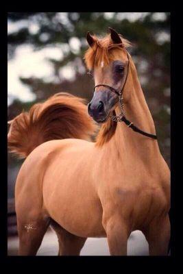 albargi244's profile picture. ‏‏لا إله إلا أنت سبحانك إني كنت من الظالمين