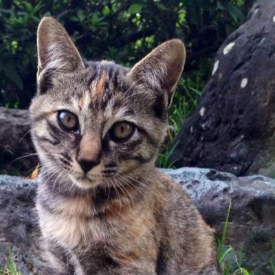 Kouki Okmt ほくろが可愛い とインドネシア語で言いたくて調べたら Tahi Lalat タヒララッ と書いてあり ハエの糞という意味になるらしい 意味知ったらほくろの事を言いづらくなってしまった そもそも日本語 でのほくろの語源も 母の糞 なんだけどね 苦笑 Kouki Okmt ほくろが可愛い とインドネシア語で言いたくて調べたら Tahi Lalat タヒララッ と書いてあり ハエの糞という意味になるらしい 意味知ったらほくろの事を言いづらくなってしまった そもそも日本語 でのほくろの語源も 母の糞 なんだけどね 苦笑