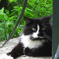 valeks33's profile picture. 