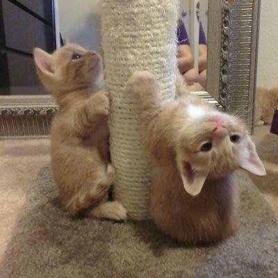 cat + kitten = me