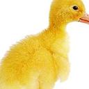 Veronica Mckenzie - @ronaldahazoper1 - Twitter